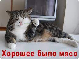 Приколы с вислоухими котами и кошками