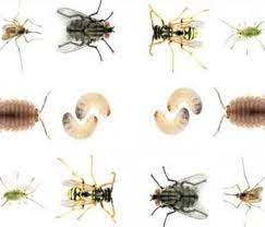 وصفات طبيعية للقضاء على الحشرات المنزلية بكل أنواعها animals bee insects