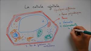 Structure Cellulaire 3 La Cellule Vegetale Youtube