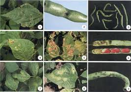 Maybe you would like to learn more about one of these? Bacterial Diseases Of Beans