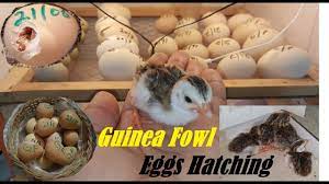 Most of the eggs are used for hatching. Guinea Fowl Eggs Hatching Incubating And Hatching Guinea Fowl Eggs Guinea Fowl Chick Keet Youtube