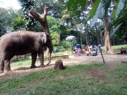 Dia terlihat mendorong gajah, sampai meletakan kepala di mulut. Kebun Binatang Bandung Dan Lembang Dipadati Wisatawan Republika Online