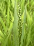 Image result for Urochloa oligobrachiata