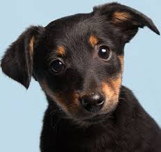 Puppies Kittens Vet In Billings Billings Animal Family Hospital Submitted 2 days ago by funny_cute_animal. billings animal family hospital