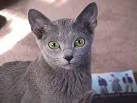 Russian Blue