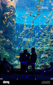 Skip The Line: Ripley'S Aquarium Myrtle Beach Admission Ticket 2024