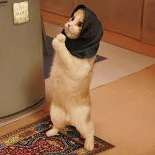 por favor おかしな動物 子猫 猫