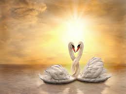Hd Love Wallpapers For Android Mobile Full Screen 1080p Swan 50962 Hd Wallpaper Backgrounds Download Search free 1080p wallpapers on zedge and personalize your phone to suit you.