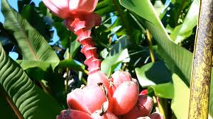 Image result for Musa sp. (Ornamental bananas)