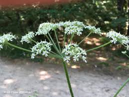 Image result for Heracleum