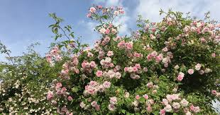 Best climbing flowers for sun. The Five Best Climbing Plants For The Garden Wall Garden Tips Netherlands News Live