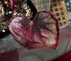 Hi, i got this begonia rex on clearance for 1$ (i know this begonia may not even worth 1$), it has put out a new leaf but i've noticed that the new leaf and the other i dont see any insects so i am curious if begonia leaves come with a hole in the middle or this is definitely insect eating it that i dont see. Begonia Rex Leaves Turned Translucent
