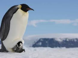 These small, transparent animals hang. Penguins Guide How To Identify Each Species And Best Places To See Discover Wildlife