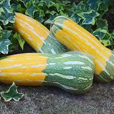After all, a mature deer consumes from 6 to 10 pounds of food daily. Autumn S Choice Squash Giant Vegetable Spring Plants Sustainable Garden