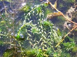 Image result for Erythrococca ulugurensis