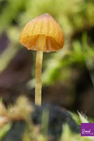 Image result for Habenaria galactantha