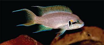 Image result for Ethulia burundiensis