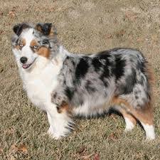 They then also have the advantages of small breed dogs. All About The Toy Australian Shepherd Dog Breed Doggiefetch