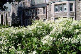 Maybe you would like to learn more about one of these? Clematis Terniflora Wikipedia
