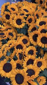 Pin Von Verena Auf Iphone Wallpaper Sonnenblumen Tapete Blumen Hintergrund Iphone Gelbe Tapete Finden ✿ glaenzende blumen hintergrundbilder ✿ auf app store und herunterladen es jetzt. sonnenblumen tapete blumen hintergrund