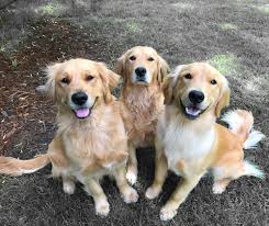 Golden Retriever Hakkinda Tum Bilmeniz Gerekenler Reitix Com