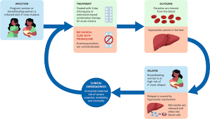 Image result for Primaquine