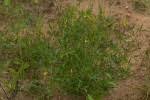 Image result for Crotalaria sphaerocarpa
