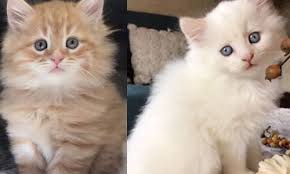 The real reason is that my husband the adoption from the breeder. Siberian Cat Breeders In Connecticut Siberian Cat World