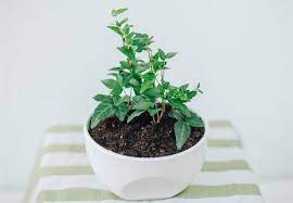 How To Propagate Ivy In Water Step By Step Guide Smart Garden Guide Garden Guide Smart Garden Ivy Plants