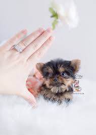 Yorkshire terrier puppies for sale in floridaselect a breed. Teacup Yorkie Puppies Florida Teacup Puppies Boutique