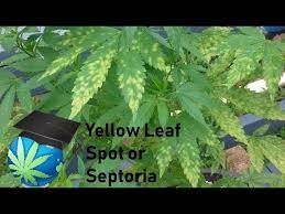 And if im doing ok with the tying ( : How To Identify Prevent Leaf Spot Disease Or Leaf Septoria Cannabis Plants Youtube
