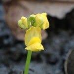 Image result for Utricularia stellaris