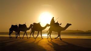 The camel diversity, (iii) the water and the feeding management of camel in new intensive systems, (iv) the. Hd Wallpaper Silhouette Of Four Camels Photo Sunlight Shadow Desert Animals Wallpaper Flare