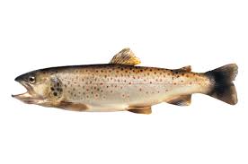 Cucinare non è il vostro forte ma non volete rinunciare a un buon piatto di pesce? Trota Al Limone Hellofish