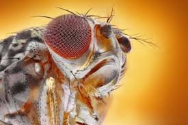 Fruit flies have a powerful sense of smell. 25 Ways To Get Rid Of Fruit Flies And Keep Them Away
