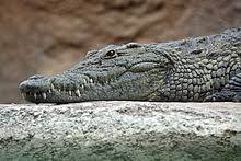 The nile crocodile (crocodylus niloticus) is a large crocodilian native to freshwater habitats in africa, where it is present in 26 countries. Crocodile Wikipedia