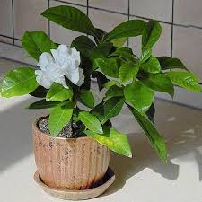 Aroma yang harum sering membuatnya digunakan sebagai bahan parfum. Jual Tanaman Hias Bunga Kaca Piring Gardenia Augusta Di Lapak Newbelibungaonline Bukalapak