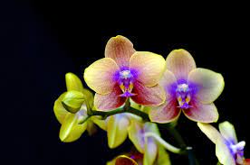 Orchids And Dandelions Beautiful Flowers Orchid Care Most Beautiful Flowers