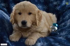 I first began breeding golden retriever dogs in 2017 because i enjoyed raising dogs. Frankie Golden Retriever Puppy For Sale In Fountain City In Golden Retriever Puppy Golden Retriever Puppies