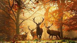 Awesome ultra hd wallpaper for desktop, iphone, pc, laptop, smartphone, android phone (samsung galaxy, xiaomi, oppo, oneplus, google pixel, huawei, vivo, realme, sony xperia. Fantasy Forest With Deer 1366x768 Wallpaper Teahub Io