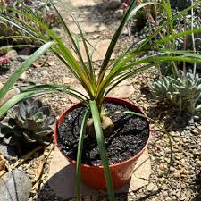 Image result for Beaucarnea recurvata