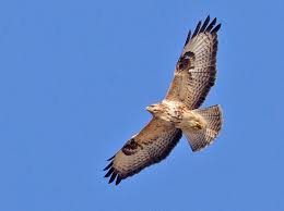 Juveniel borst in lengte licht gestreept en lichte iris. Buizerd Buteo Buteo Waarneming Nl