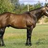 Handcrafted leather goods western handbags & accessories customs closed ontario canada www.buckskinhorsedesigns.ca. 1