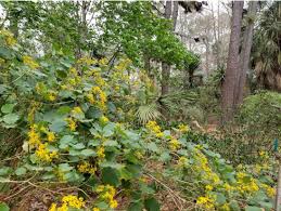 Image result for Roldana