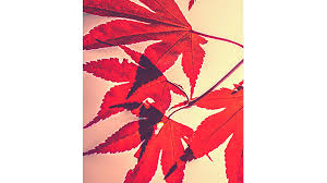 Leonard W. Trice Obituary