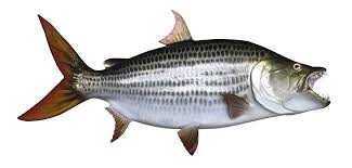 Tigerfish can refer to fish from various families, and derives from official and colloquial associations of these with the tiger (panthera tigris). Tiger Fish Mount Mounted Fish Fish Trophy