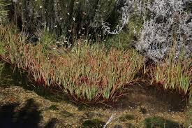 Image result for Juncus lomatophyllus