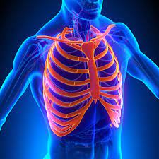 My blood pressure 96 over 80 im having bad pain in my nick and back. 5 155 Rib Cage Stock Photos Images Download Rib Cage Pictures On Depositphotos