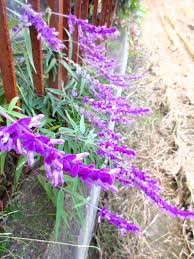 アメジストセージ メキシカンブッシュセージ 永和の 花ある記 歩