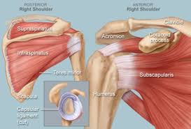 Shoulder Human Anatomy Image Function Parts And More